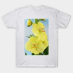 Verbascum  &#39;Primrose Path&#39;  Mullein T-Shirt